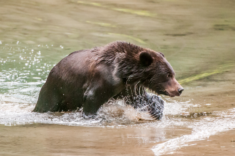 Grizzly bear