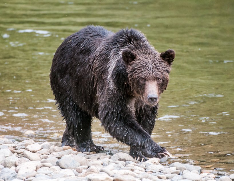 Grizzly bear