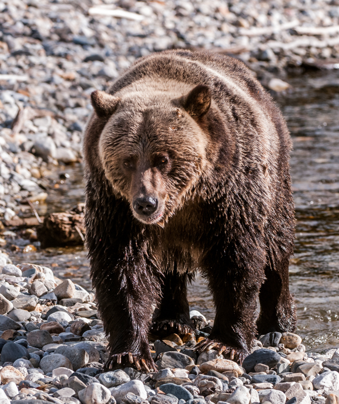 Grizzly bear