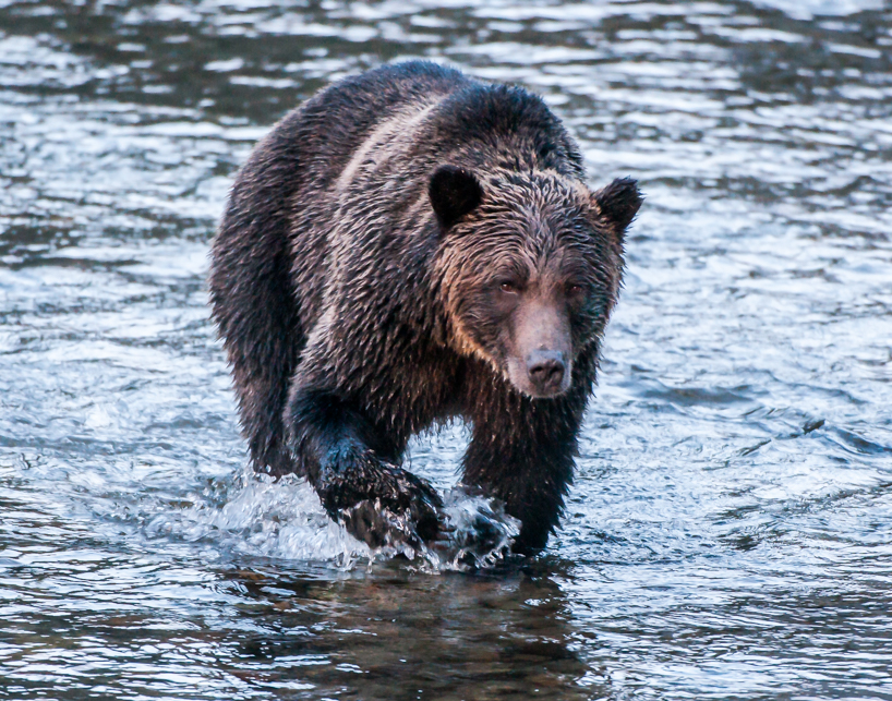 Grizzly bear