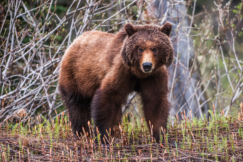 Grizzly bear in the spring