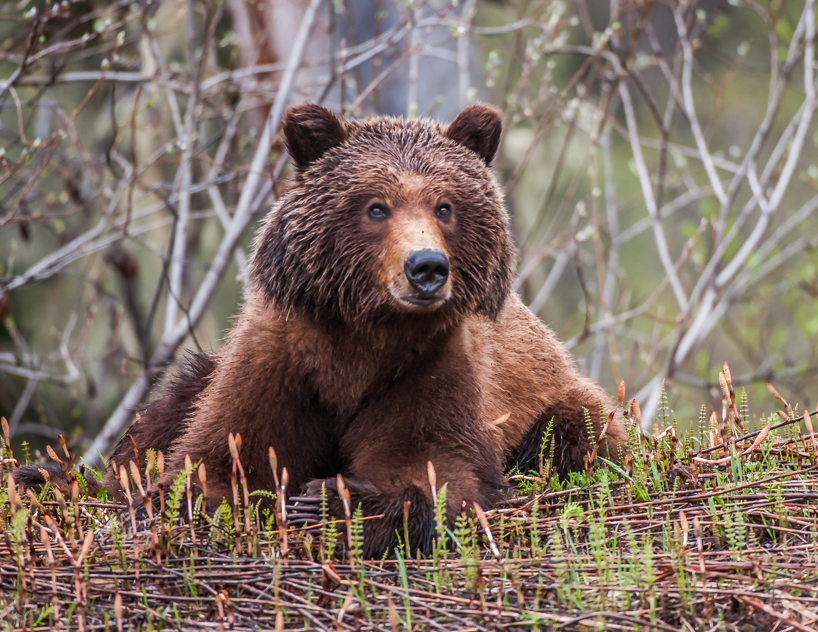 Grizzly bear