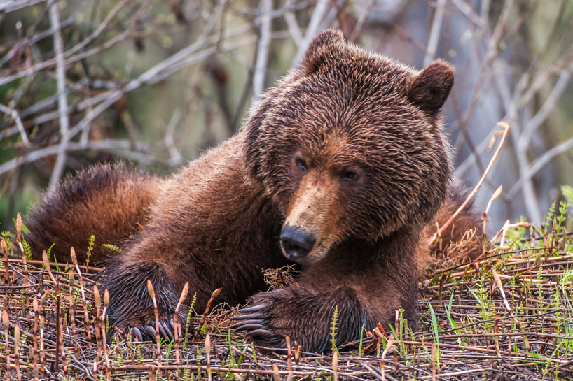 Grizzly bear in the spring