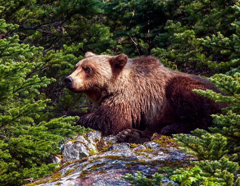 Grizzly bear