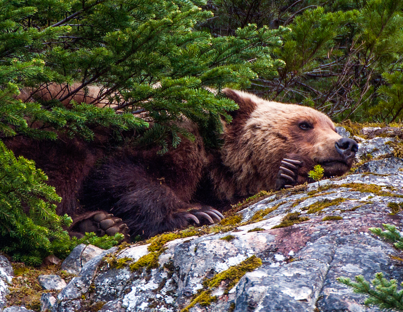 Grizzly bear