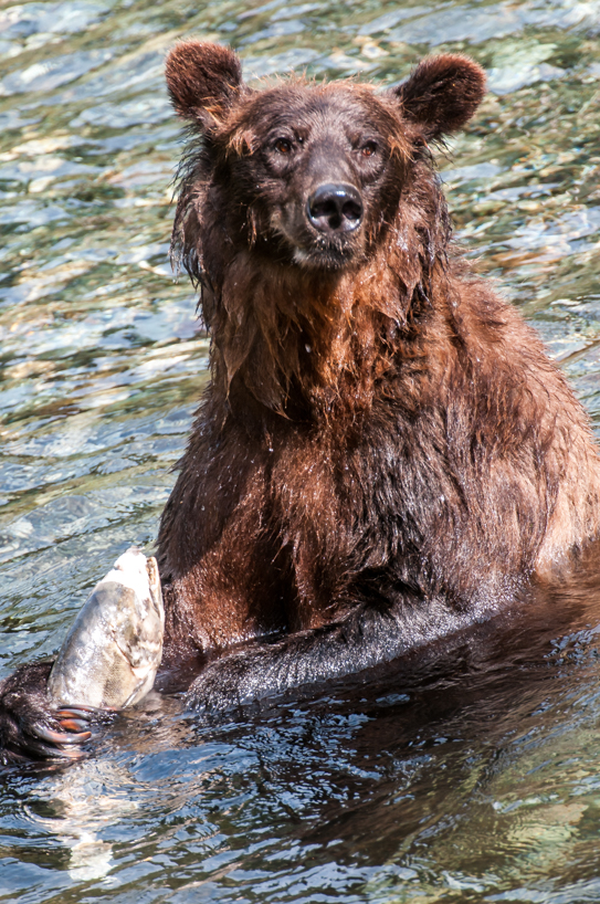 Grizzly bear
