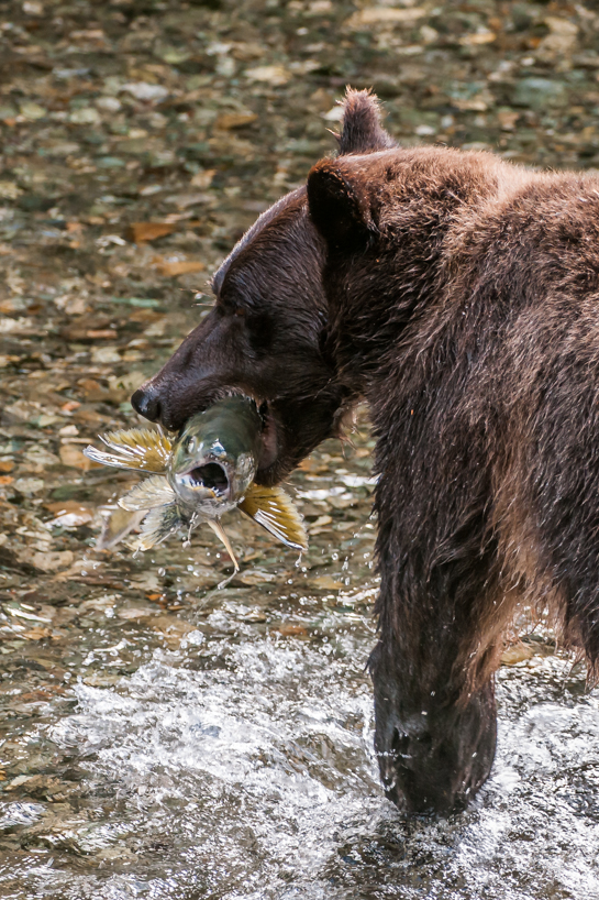 Grizzly bear with salmon
