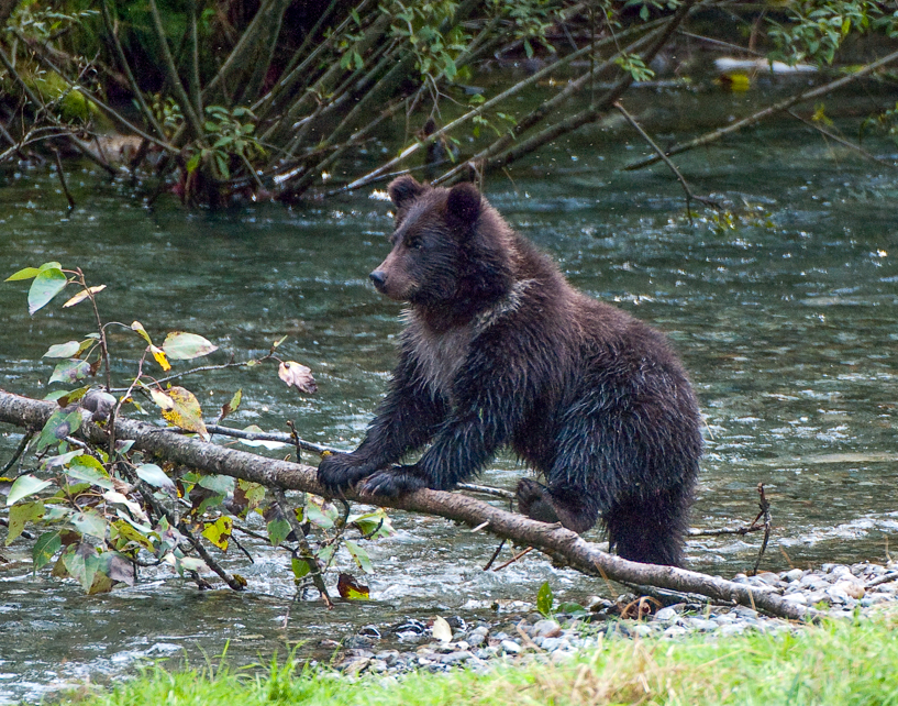 Grizzly bear cub