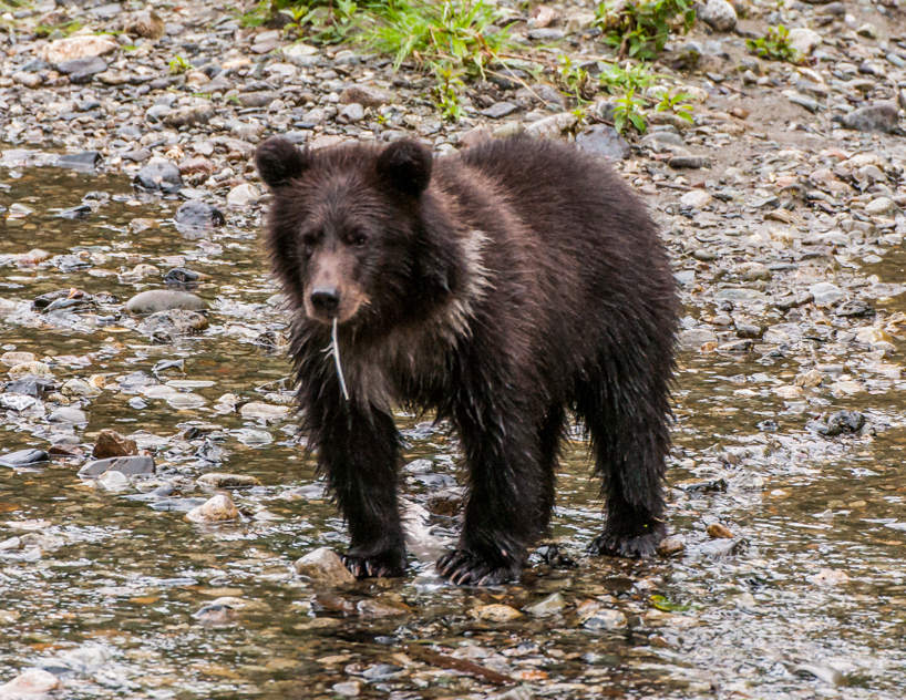 Grizzly bear
