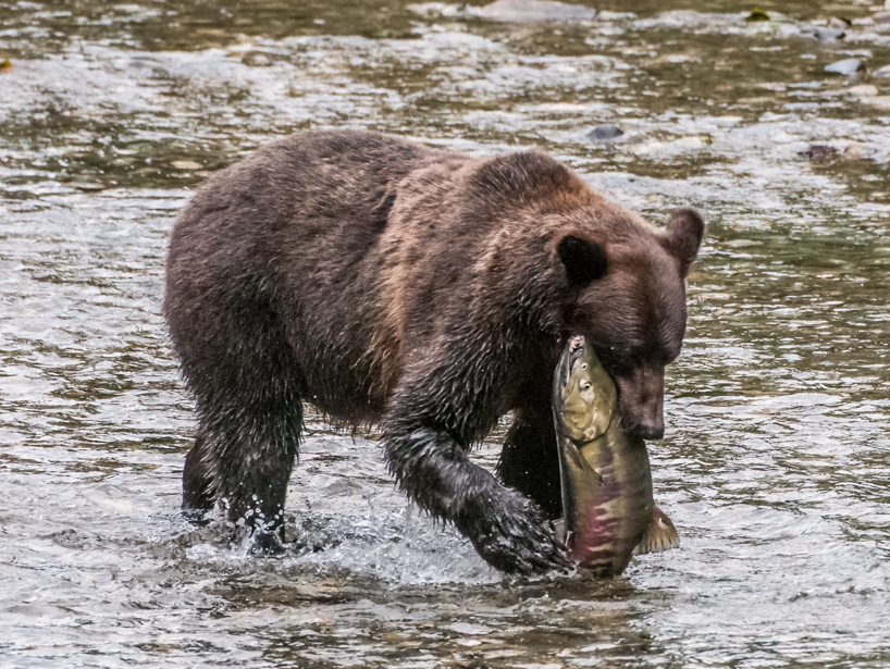Grizzly bear cub with salmon 
