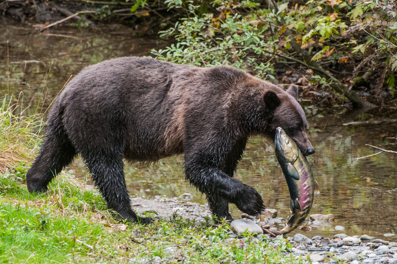 Grizzly bear