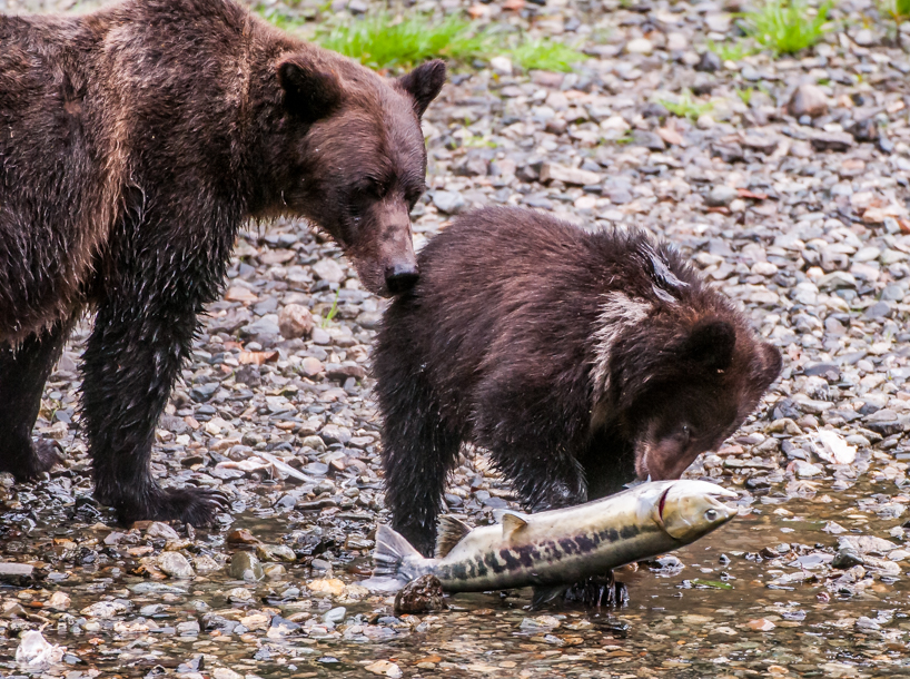 Grizzly bear cub with salmon 