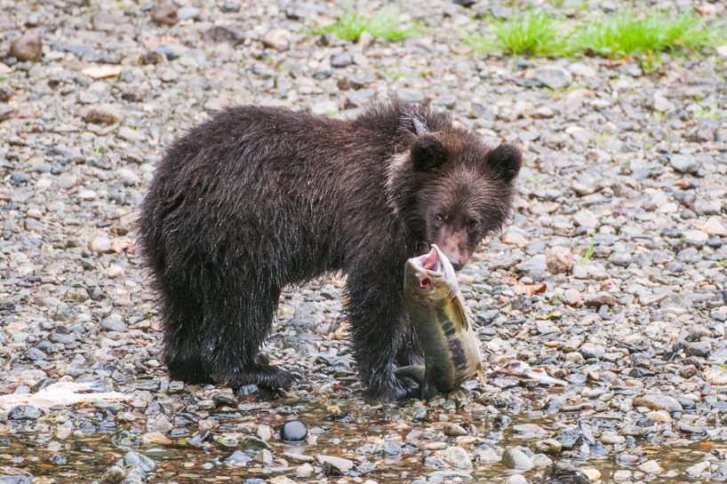 Grizzly bear cub with fish