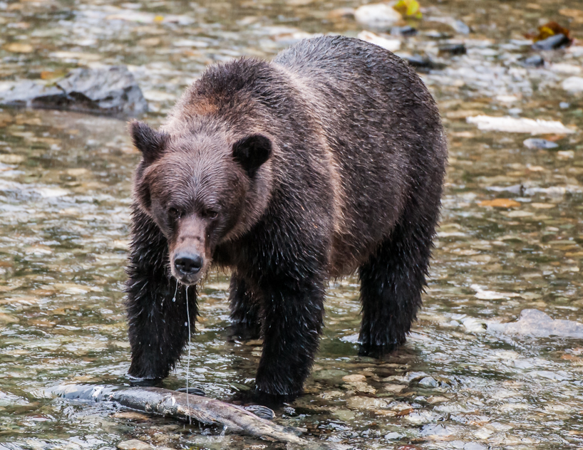 Grizzly bear