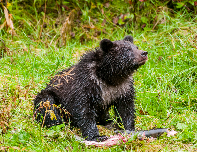Grizzly bear cub