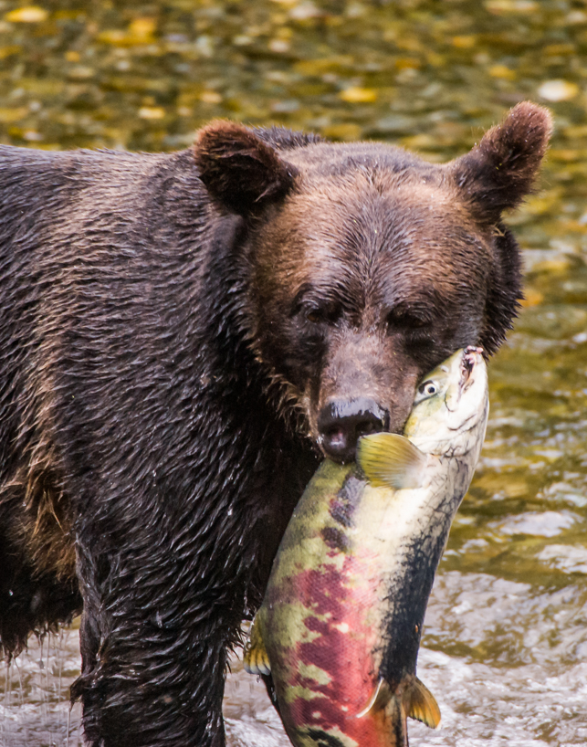 Grizzly bear with salmon
