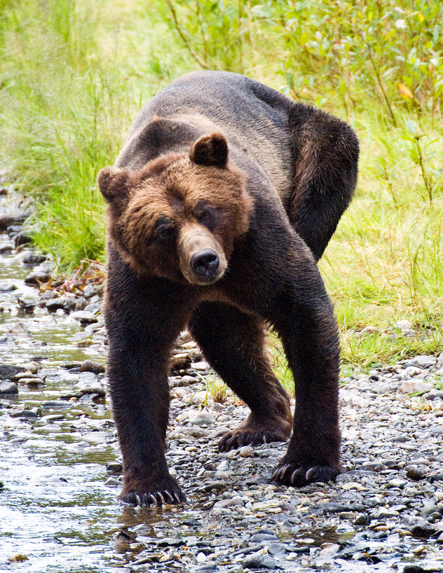 Grizzly bear