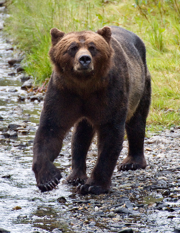 Grizzly bear