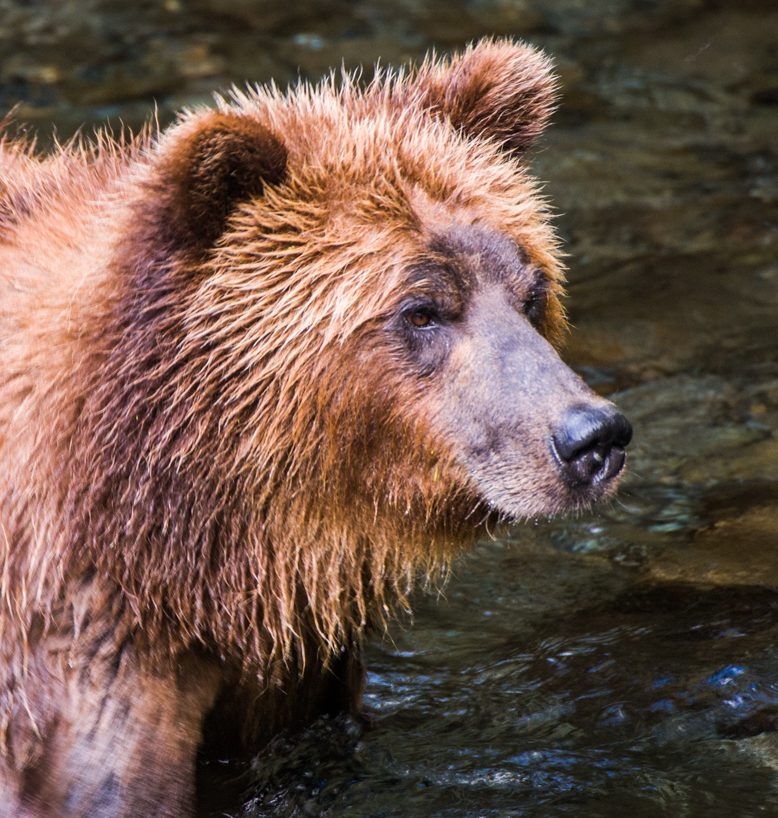 Grizzly bear