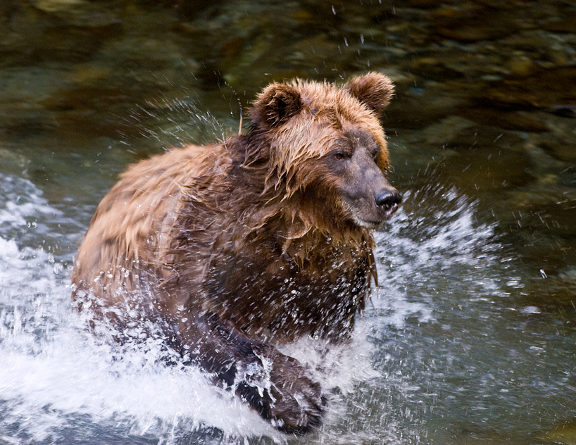 Grizzly bear