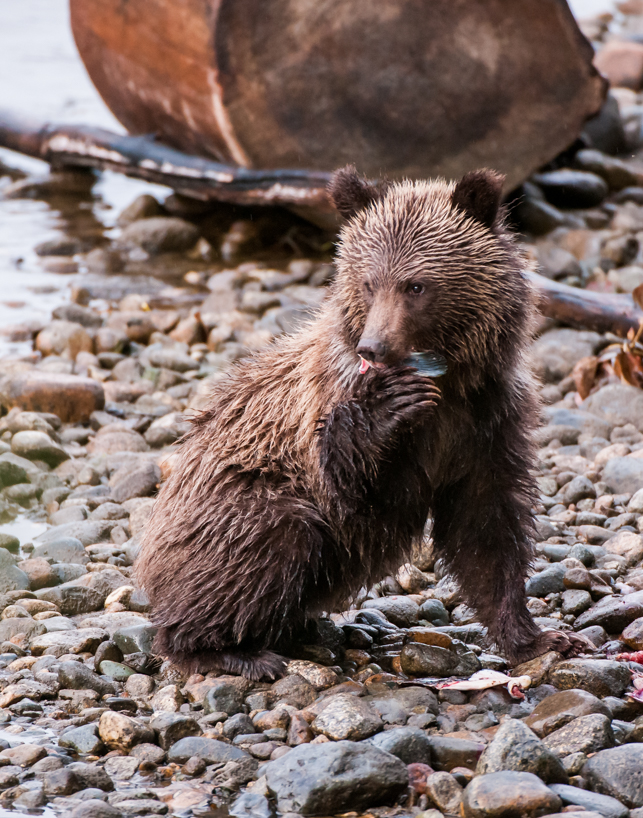 Grizzly bear cub