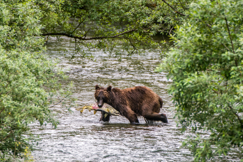 Grizzly bear with salmon