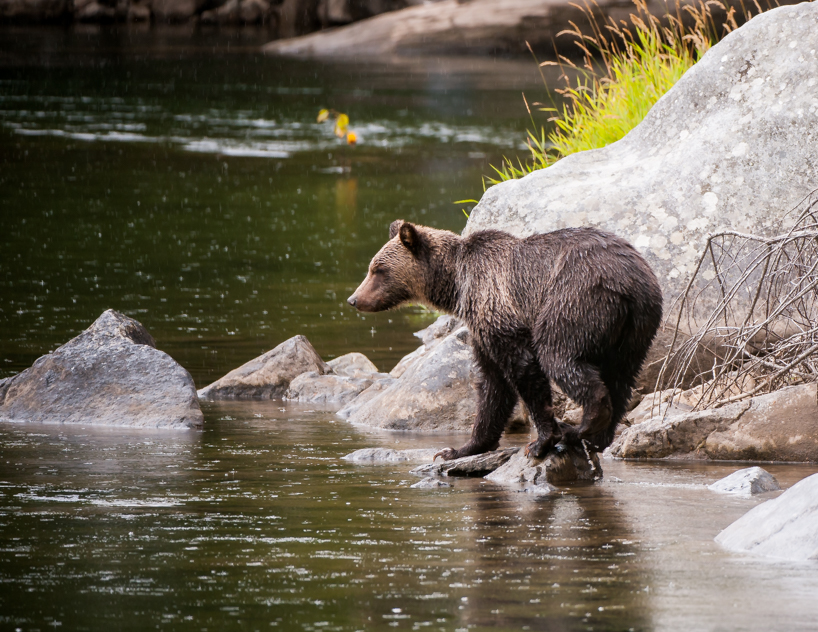 Grizzly bear