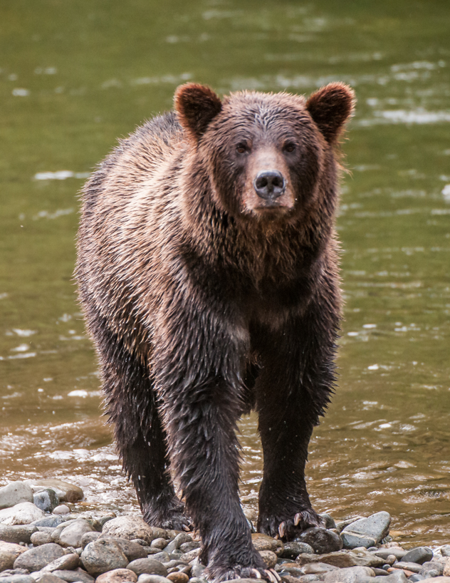 Grizzly bear