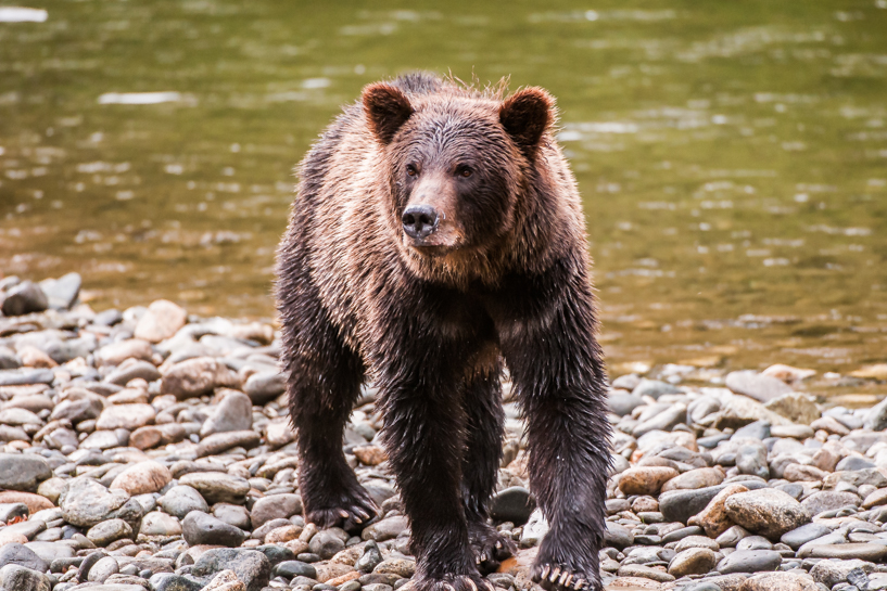 Grizzly bear