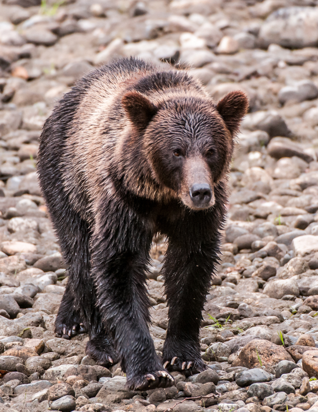 Grizzly bear