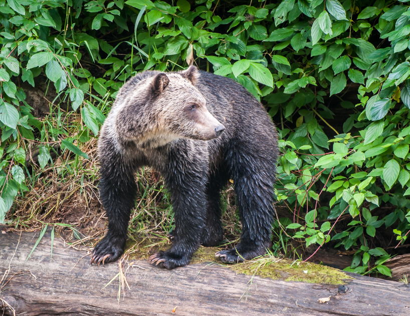 Grizzly bear