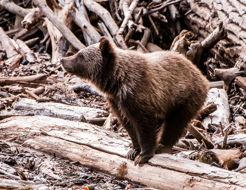 Grizzly bear