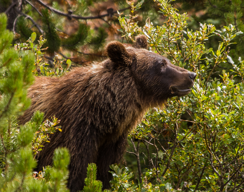 Grizzly bear