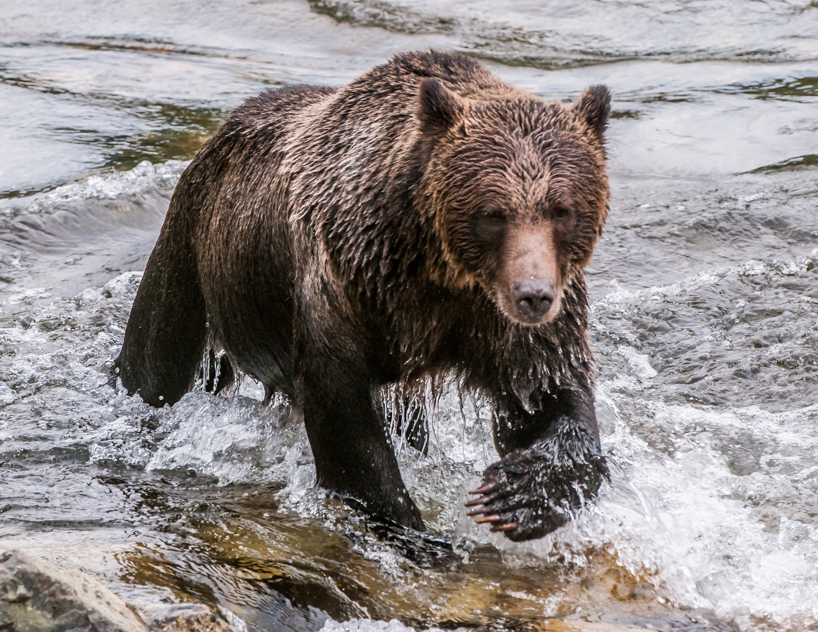 Grizzly bear