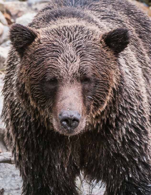 Grizzly bear