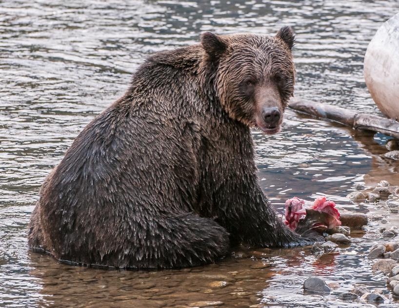 Grizzly bear