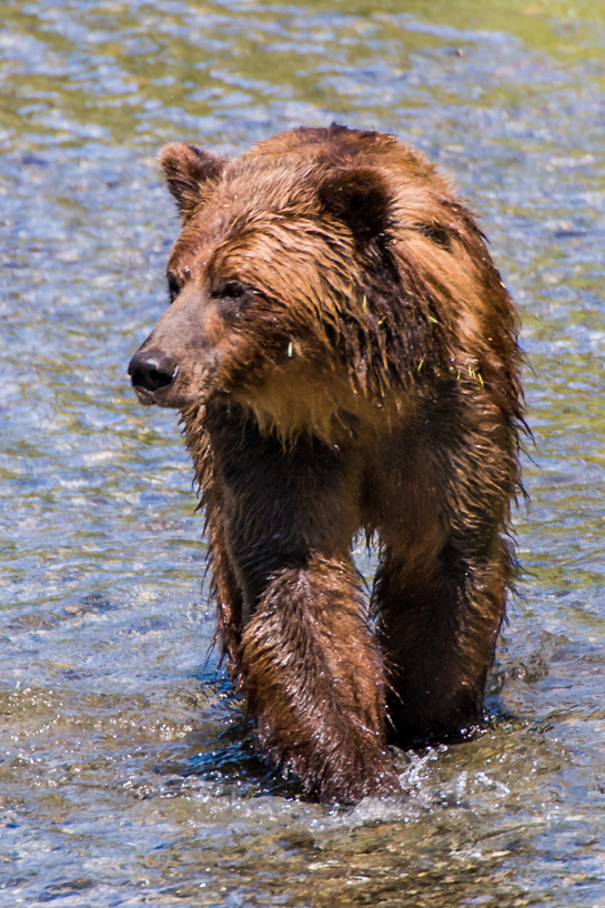Grizzly bear