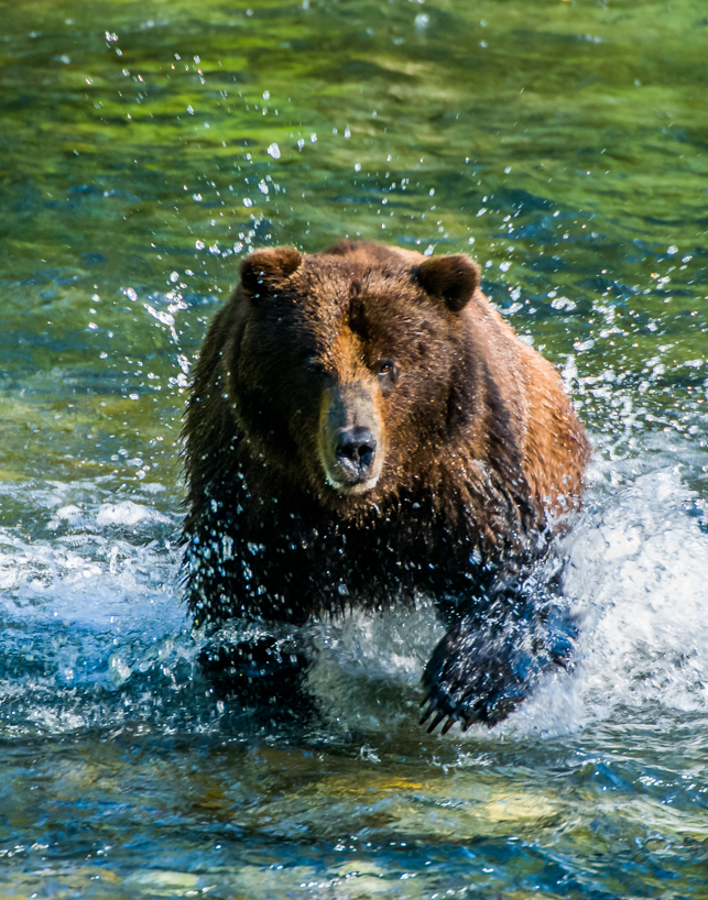 Grizzly bear