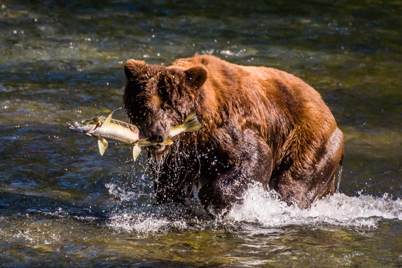 Grizzly bear