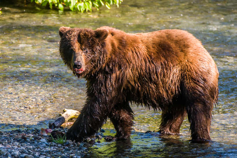 Grizzly bear