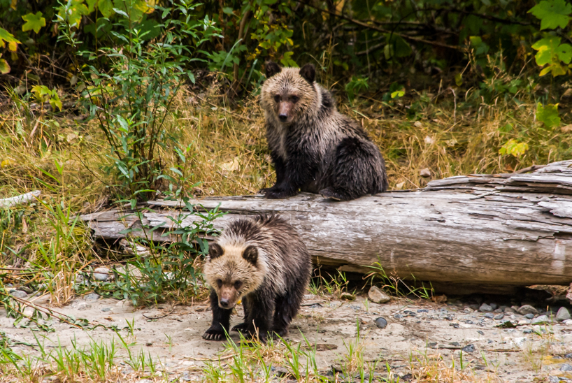Grizzly bear cubs
