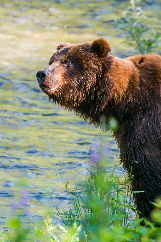 Grizzly bear