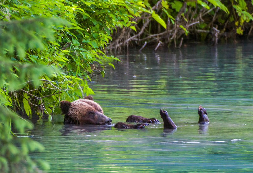 Grizzly bear relaxing in quiet pool of water