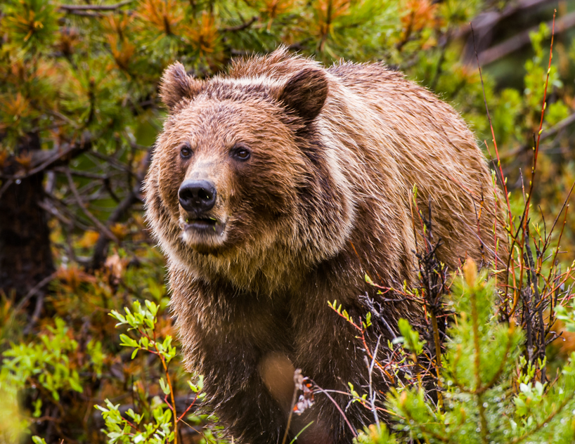 Grizzly bear