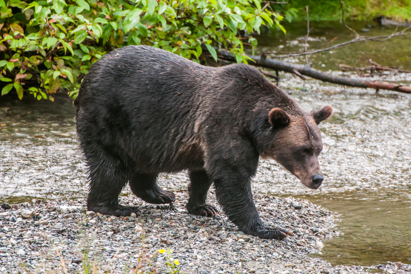 Grizzly bear