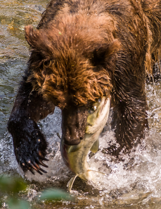 Grizzly bear