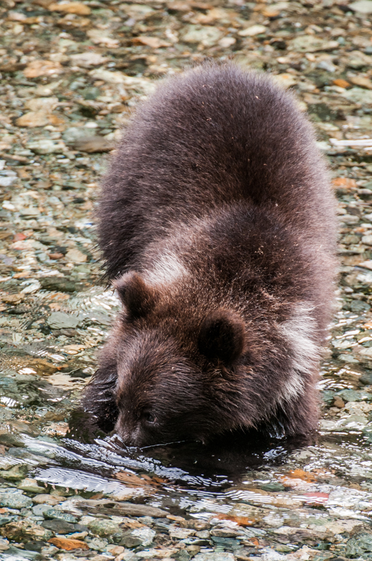 Grizzly bear