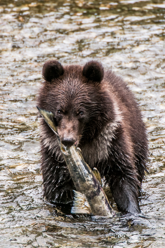 Grizzly bear cub with salmon 