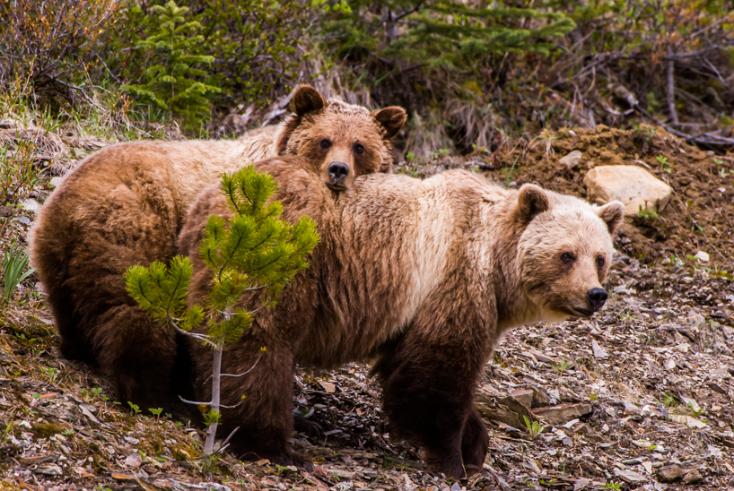 Grizzly bear mom and cub