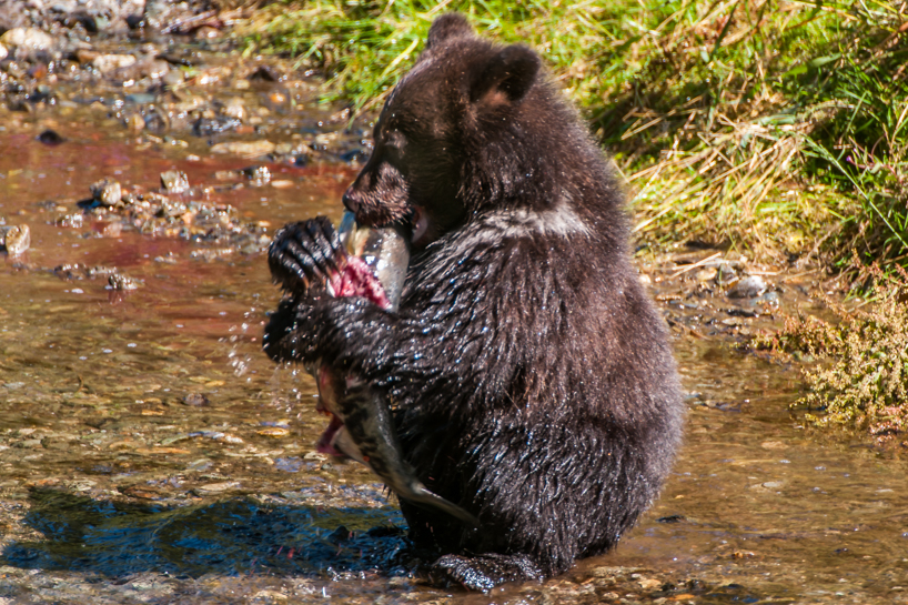 Grizzly bear cub